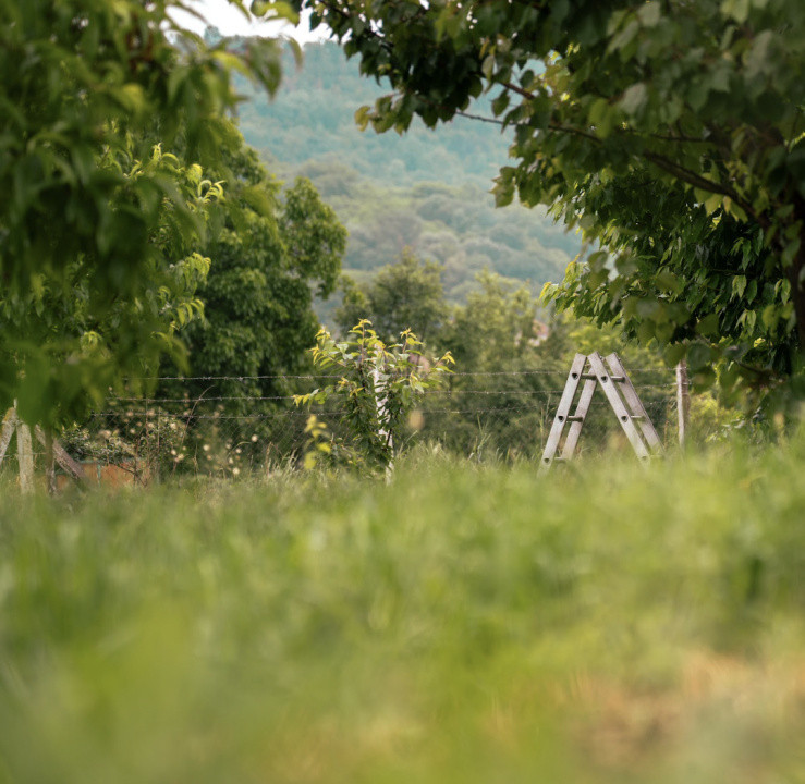 Visează, construiește, culege: Livada Paradisului – De Vânzare